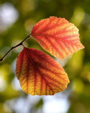 Screenshot №1 pro téma Autumn Macro Leaves 176x220