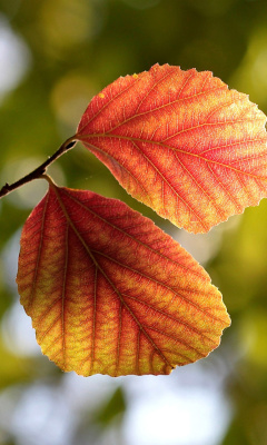 Das Autumn Macro Leaves Wallpaper 240x400