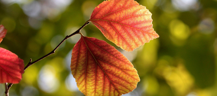 Sfondi Autumn Macro Leaves 720x320