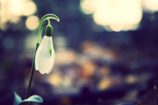 Snowdrop Bokeh sfondi gratuiti per cellulari Android, iPhone, iPad e desktop