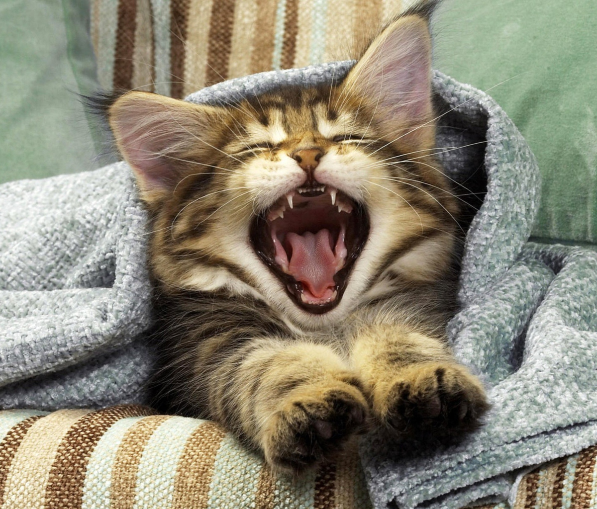 Fondo de pantalla Kitten Yawning 1200x1024