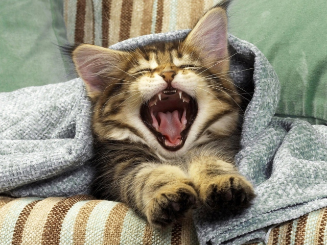 Screenshot №1 pro téma Kitten Yawning 640x480