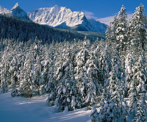Sfondi Canada's Winter 480x400