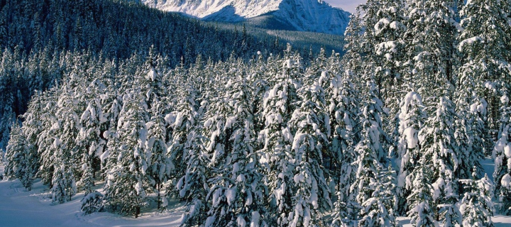 Fondo de pantalla Canada's Winter 720x320