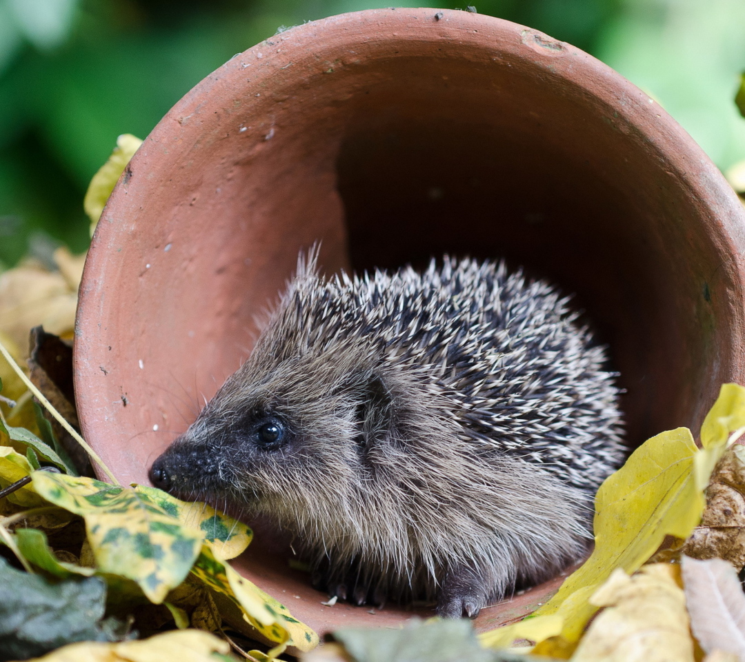 Fondo de pantalla Cute Hedgehog 1080x960