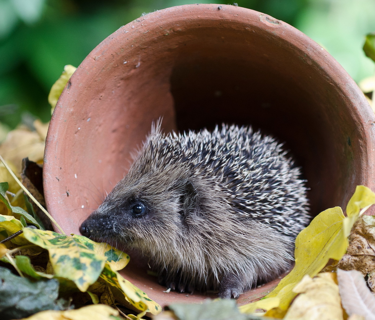 Screenshot №1 pro téma Cute Hedgehog 1200x1024