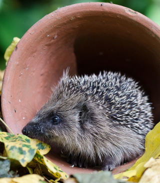 Cute Hedgehog - Obrázkek zdarma pro Nokia Asha 503