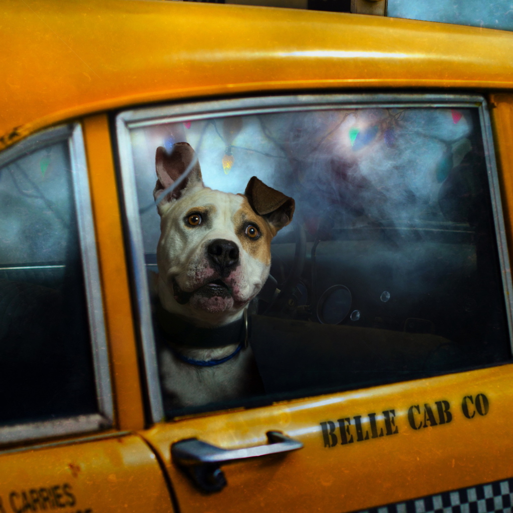 Sfondi Yellow Cab Dog 1024x1024