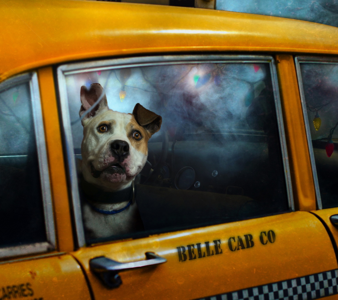 Fondo de pantalla Yellow Cab Dog 1080x960
