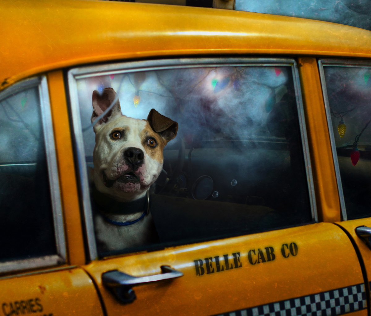 Das Yellow Cab Dog Wallpaper 1200x1024