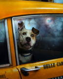 Sfondi Yellow Cab Dog 128x160