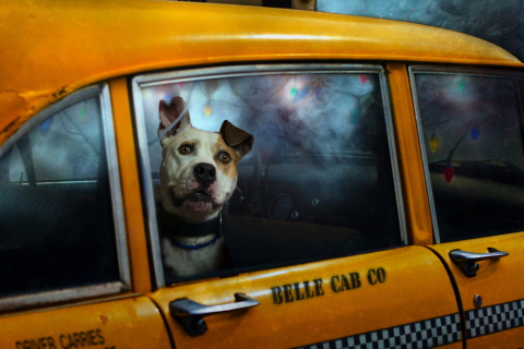 Sfondi Yellow Cab Dog 480x320