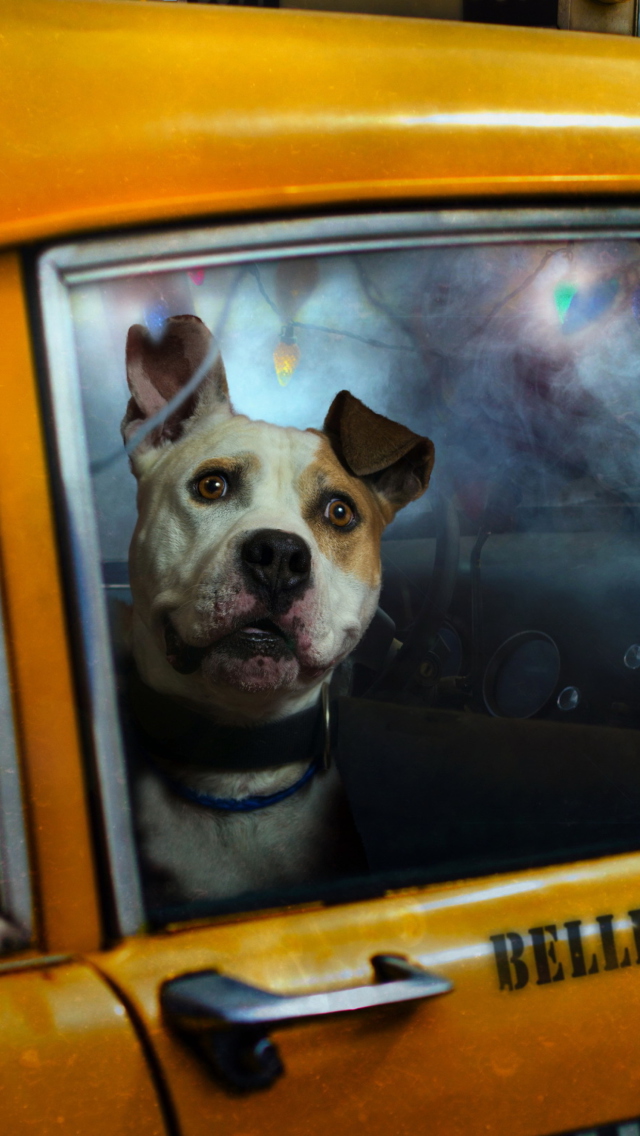 Fondo de pantalla Yellow Cab Dog 640x1136