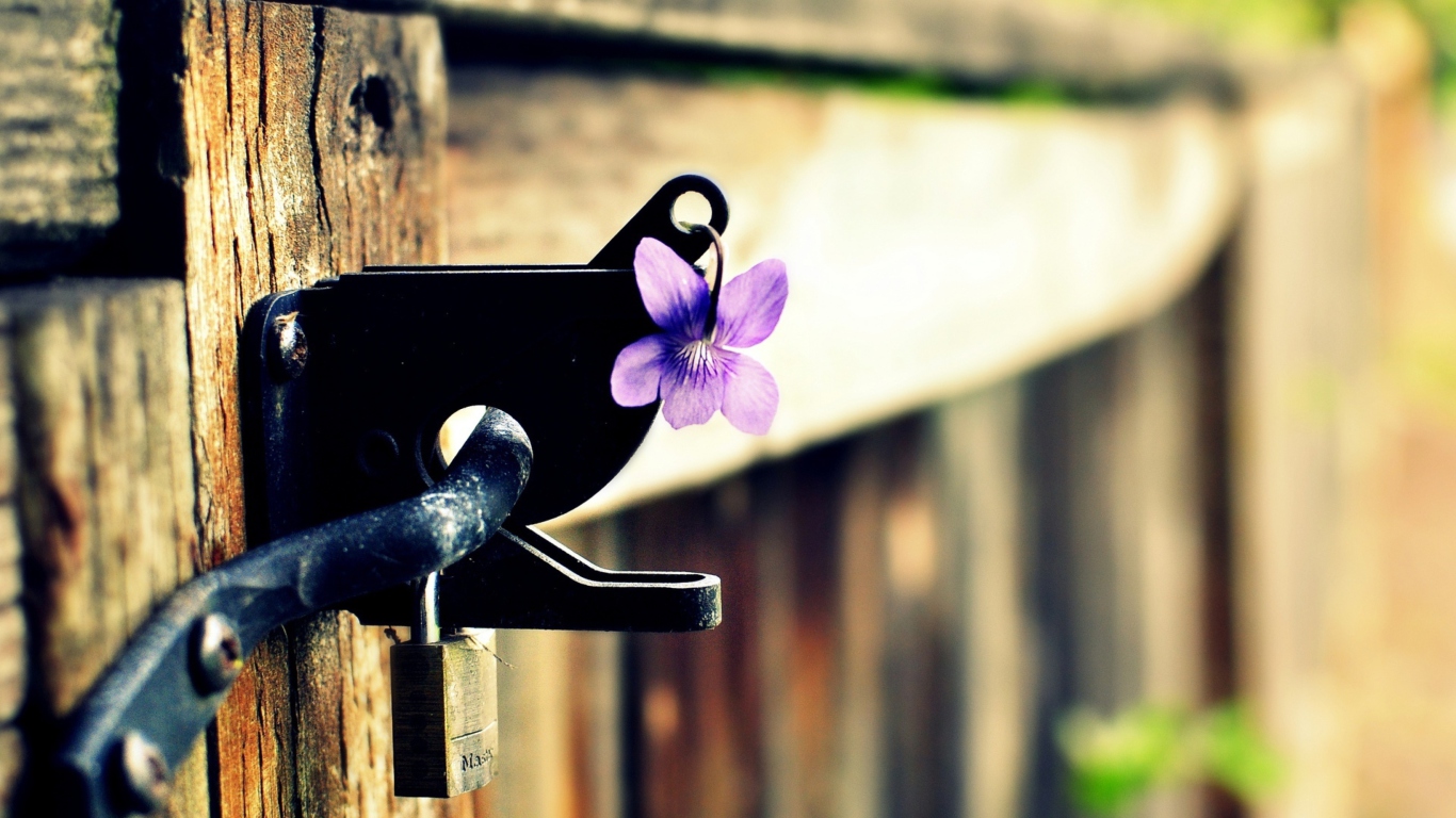 Обои Purple Flower Lock Door 1366x768