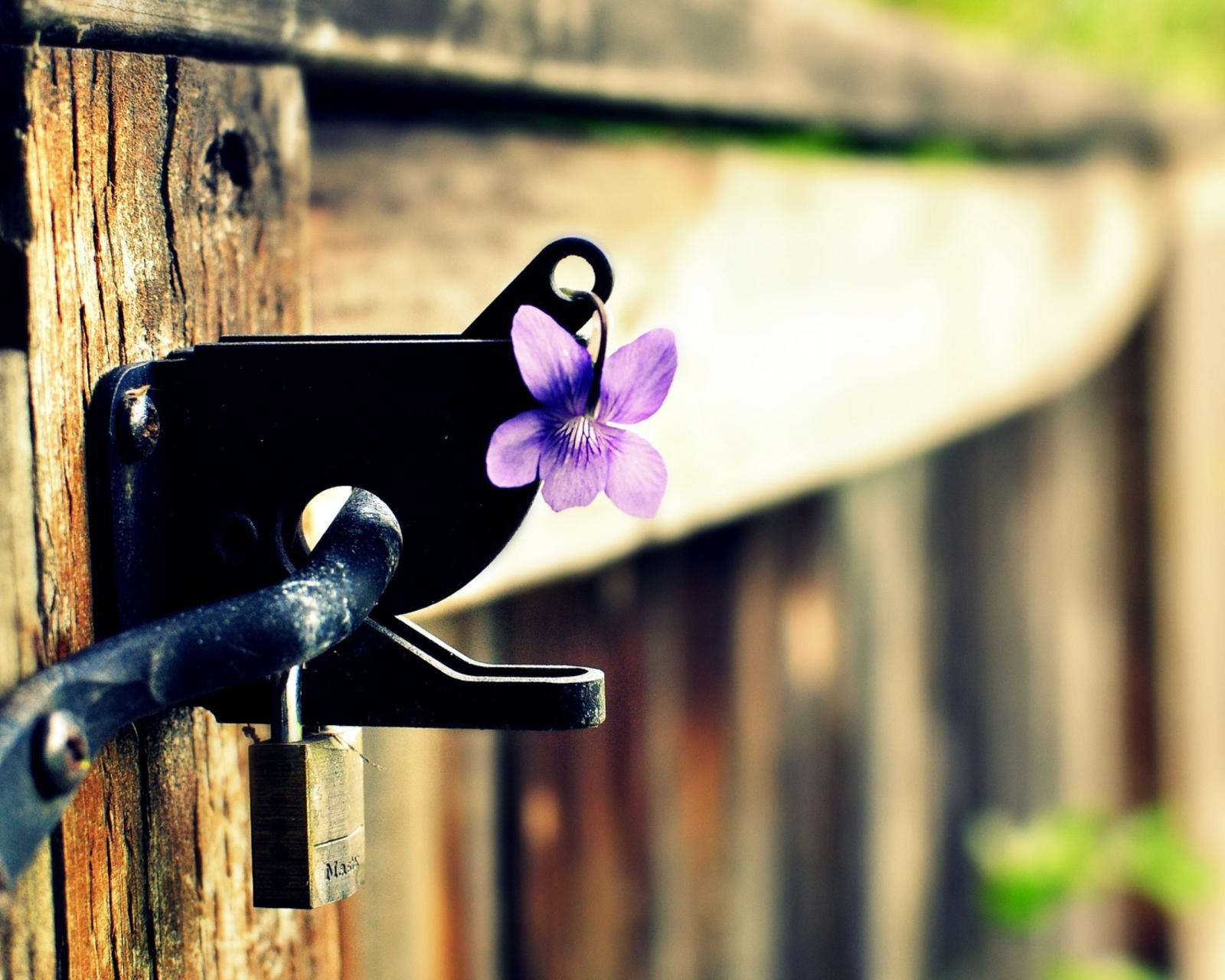 Fondo de pantalla Purple Flower Lock Door 1600x1280