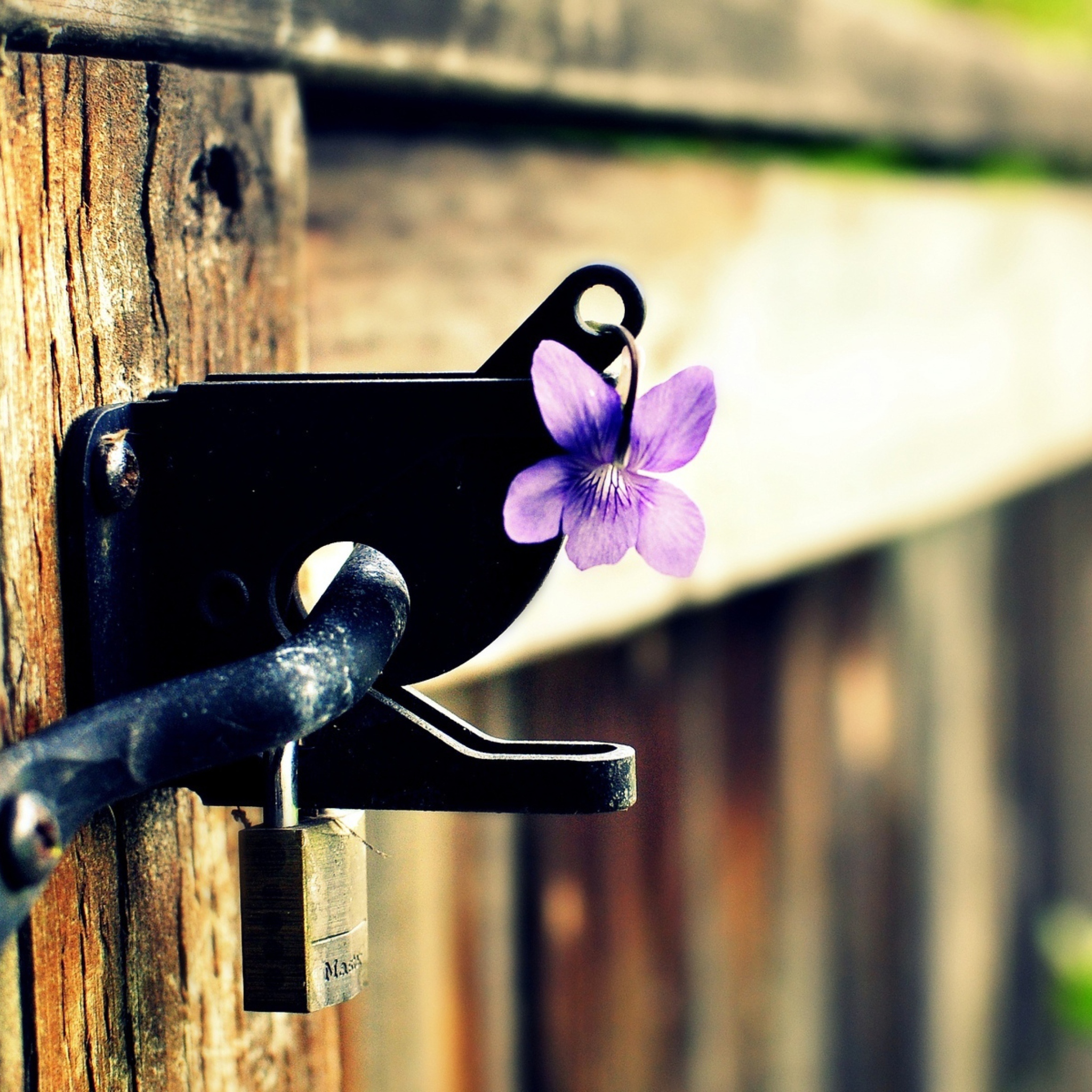 Fondo de pantalla Purple Flower Lock Door 2048x2048