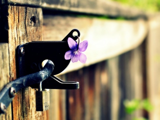 Das Purple Flower Lock Door Wallpaper 320x240