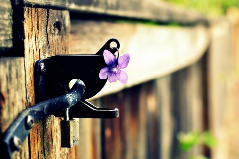 Обои Purple Flower Lock Door 480x320