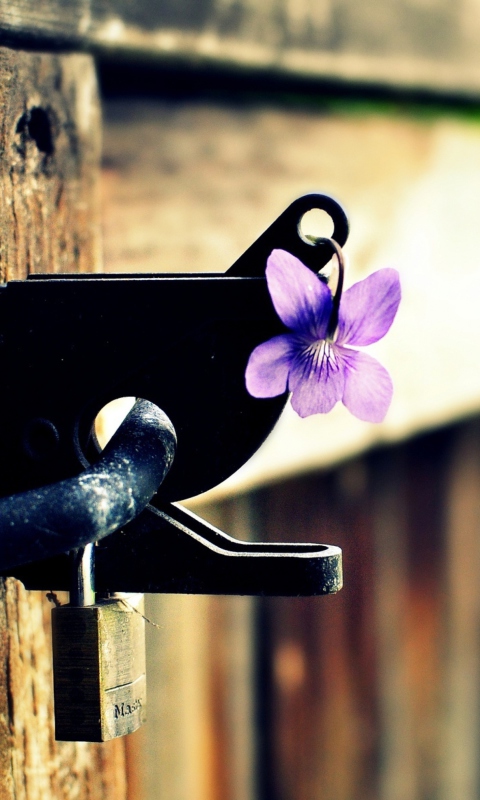 Purple Flower Lock Door wallpaper 480x800