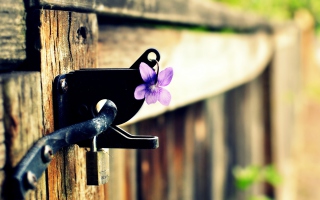 Purple Flower Lock Door - Obrázkek zdarma 