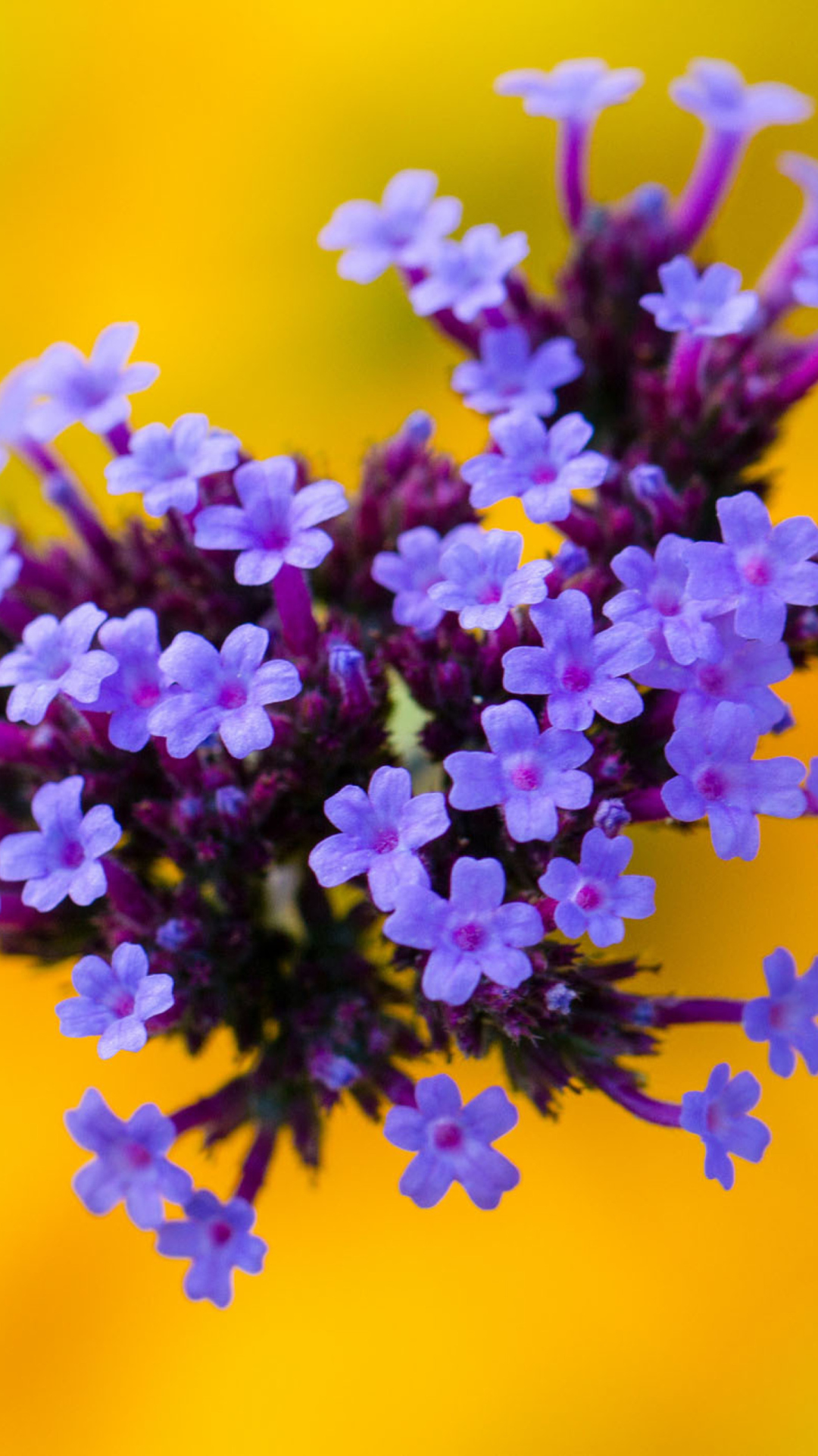Fondo de pantalla Little Purple Blue Flowers On Yellow Background 1080x1920