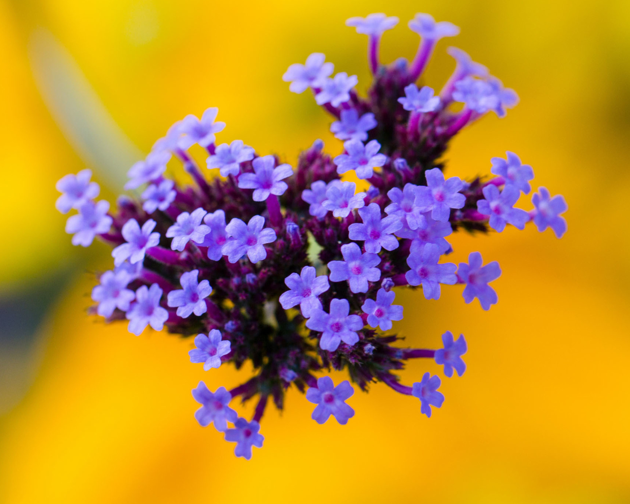 Screenshot №1 pro téma Little Purple Blue Flowers On Yellow Background 1280x1024