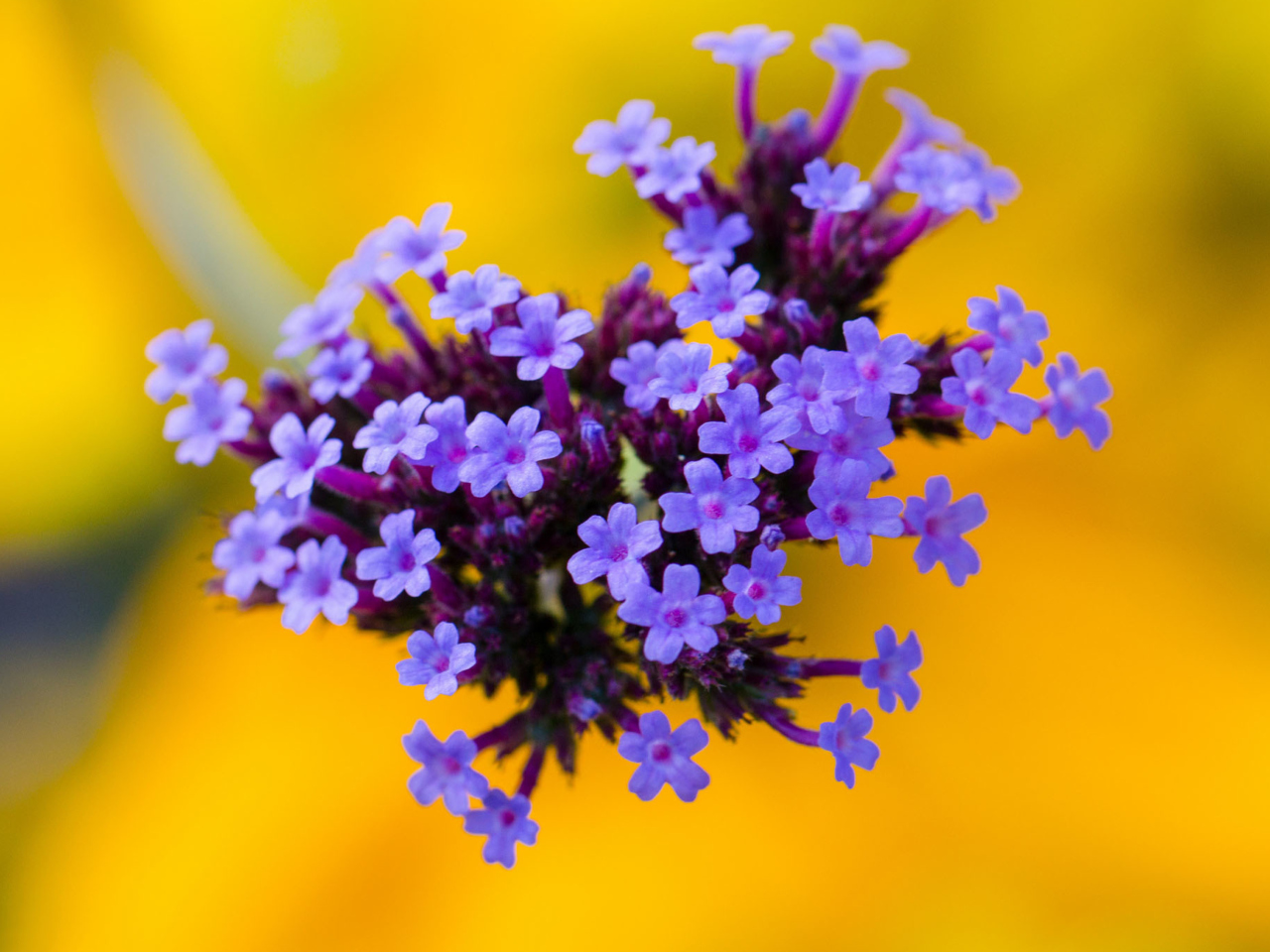 Sfondi Little Purple Blue Flowers On Yellow Background 1280x960