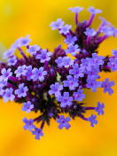 Screenshot №1 pro téma Little Purple Blue Flowers On Yellow Background 132x176