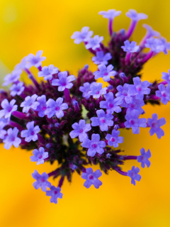 Sfondi Little Purple Blue Flowers On Yellow Background 240x320