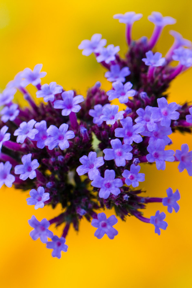 Little Purple Blue Flowers On Yellow Background wallpaper 640x960