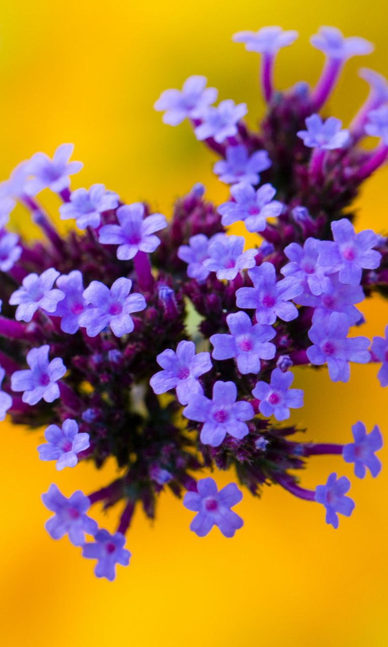 Обои Little Purple Blue Flowers On Yellow Background 768x1280