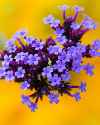 Little Purple Blue Flowers On Yellow Background - Obrázkek zdarma pro 320x480