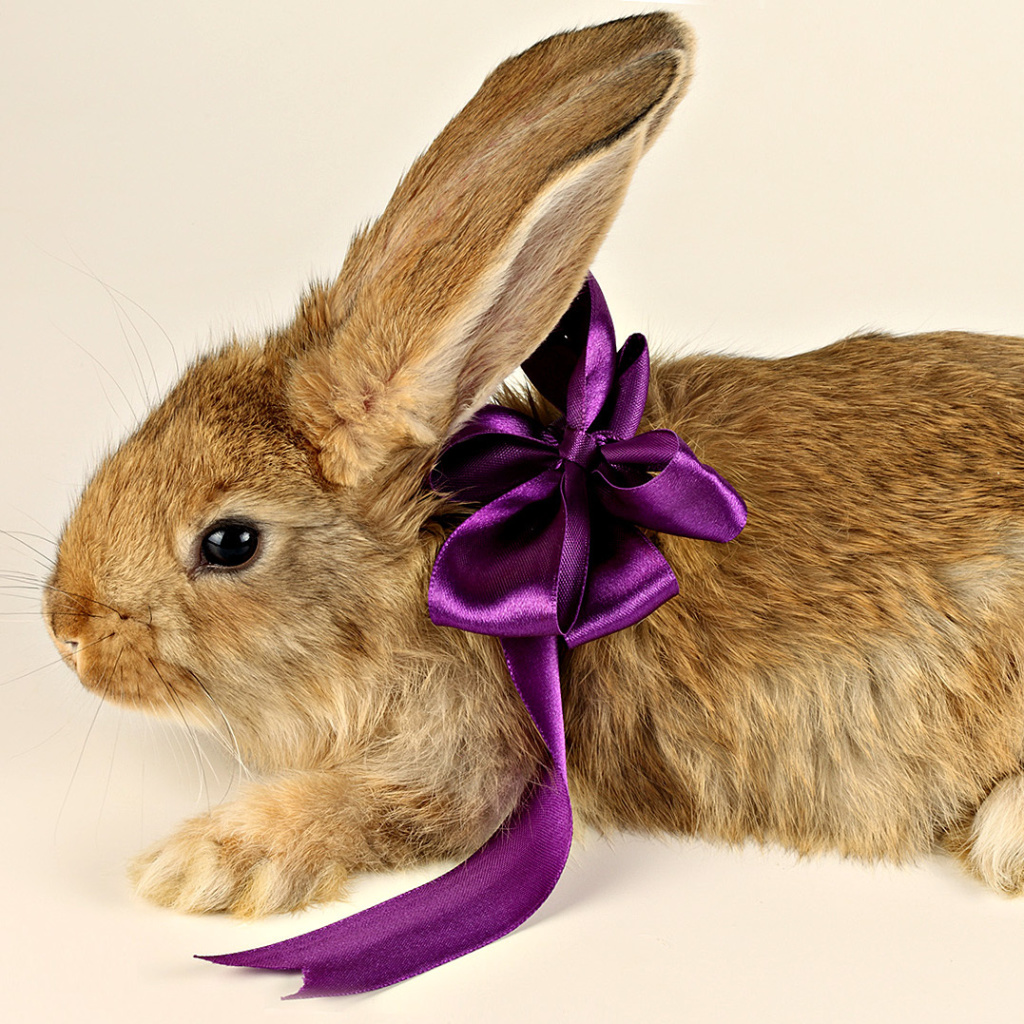 Rabbit with Bow wallpaper 1024x1024