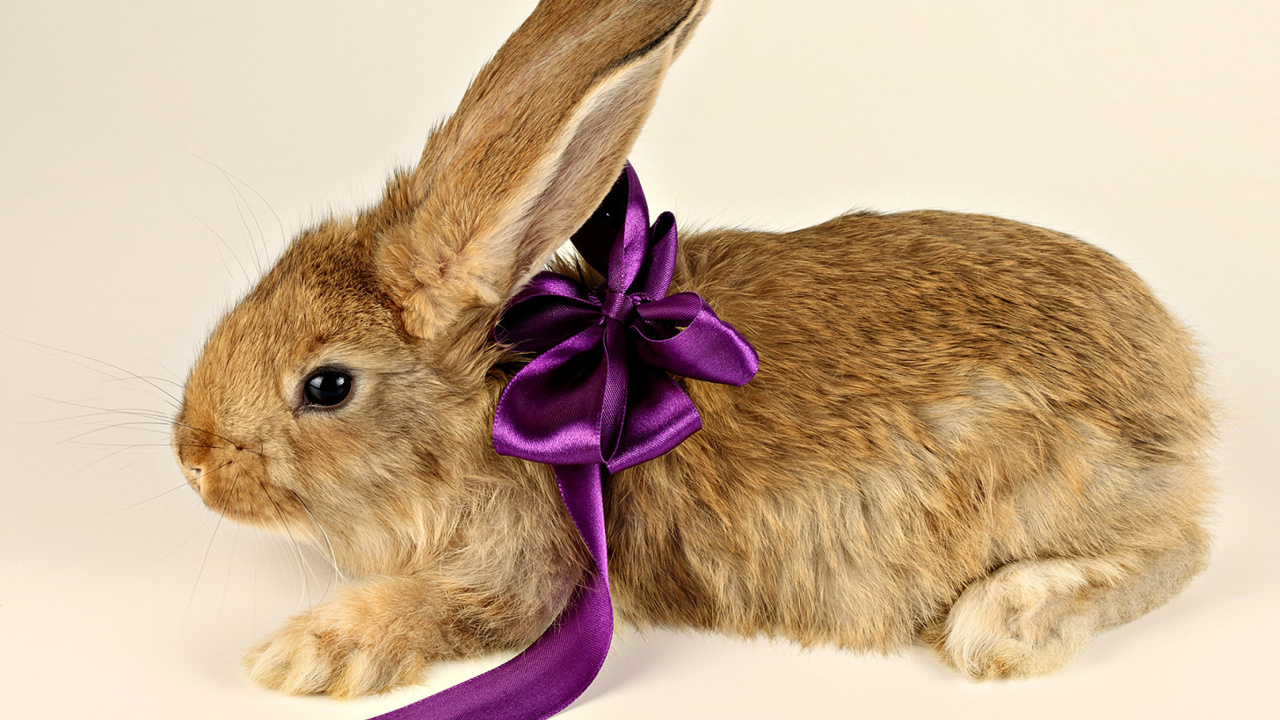 Das Rabbit with Bow Wallpaper 1280x720