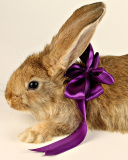 Sfondi Rabbit with Bow 128x160