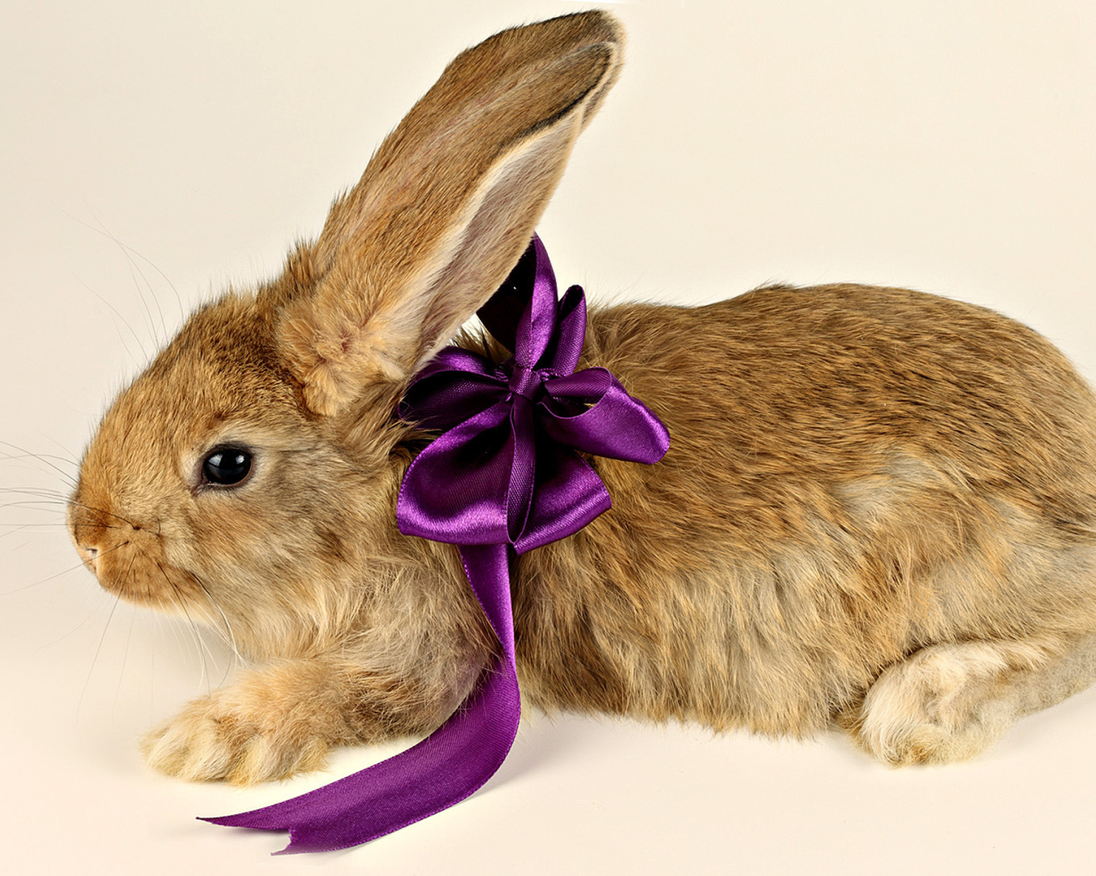 Das Rabbit with Bow Wallpaper 1600x1280