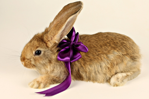 Rabbit with Bow wallpaper 480x320
