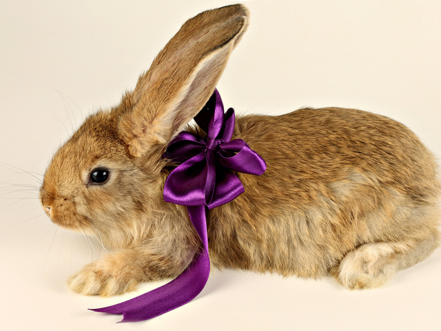 Sfondi Rabbit with Bow 640x480