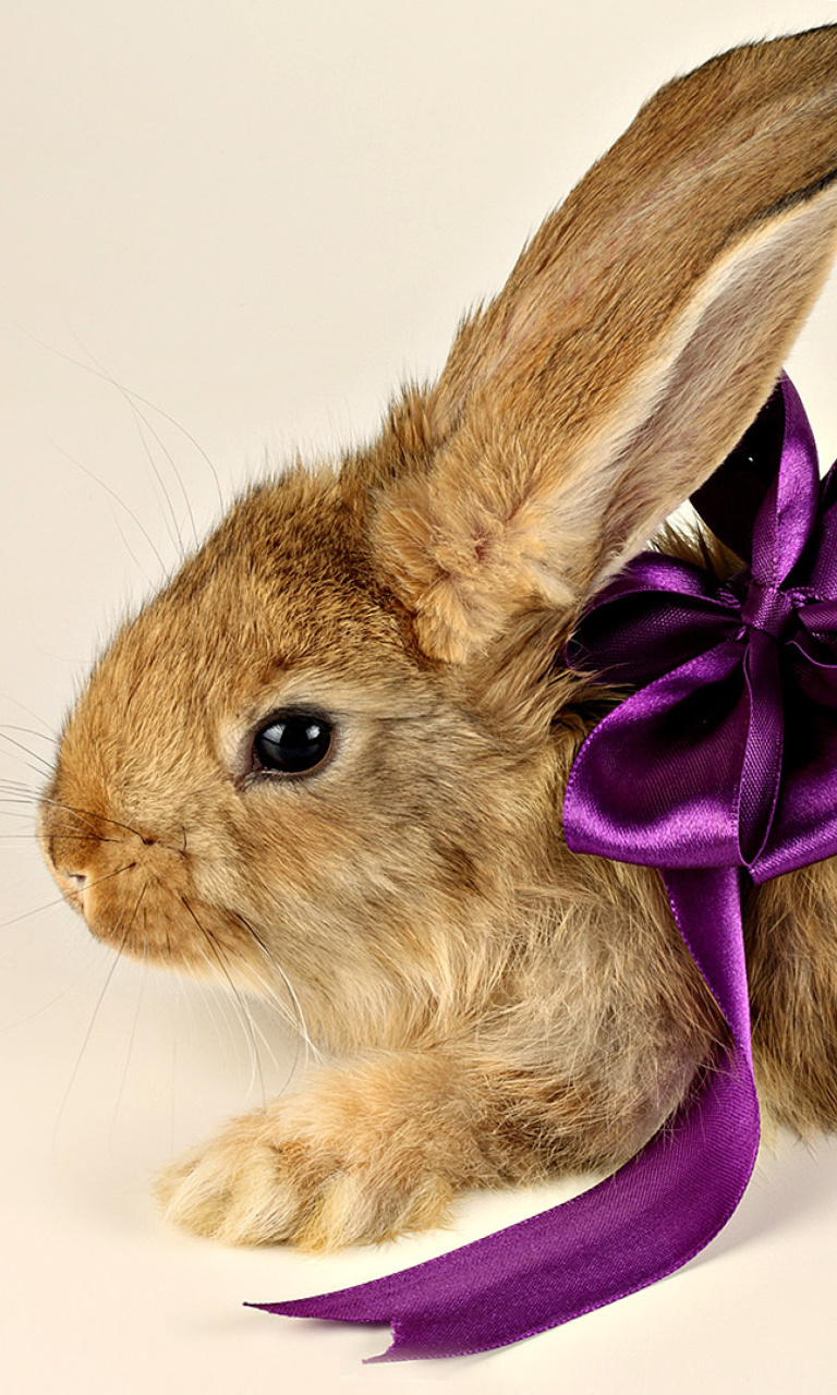 Rabbit with Bow wallpaper 768x1280