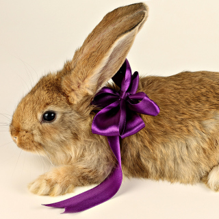 Kostenloses Rabbit with Bow Wallpaper für iPad 3