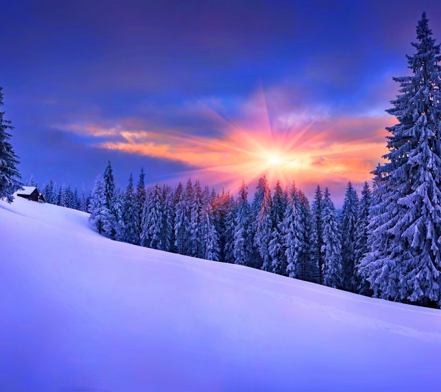 Winter Sunshine wallpaper 1440x1280