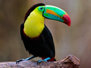 Sfondi Toucan 320x240