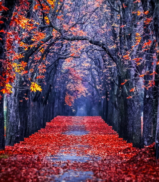Autumn Park - Obrázkek zdarma pro Nokia X2