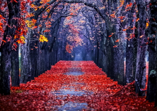 Autumn Park - Obrázkek zdarma pro 1024x600