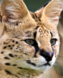 Screenshot №1 pro téma Lynx Cats 128x160