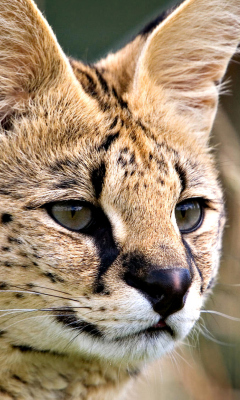 Lynx Cats screenshot #1 240x400
