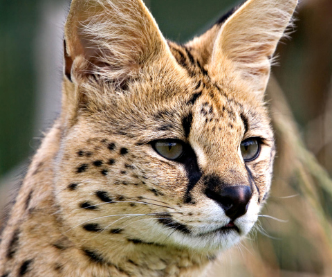 Screenshot №1 pro téma Lynx Cats 480x400