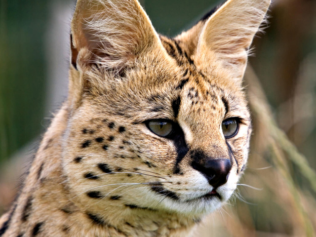 Fondo de pantalla Lynx Cats 640x480