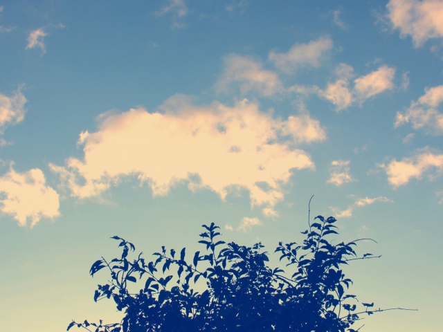 Das Sunny Sky And Tree Wallpaper 640x480