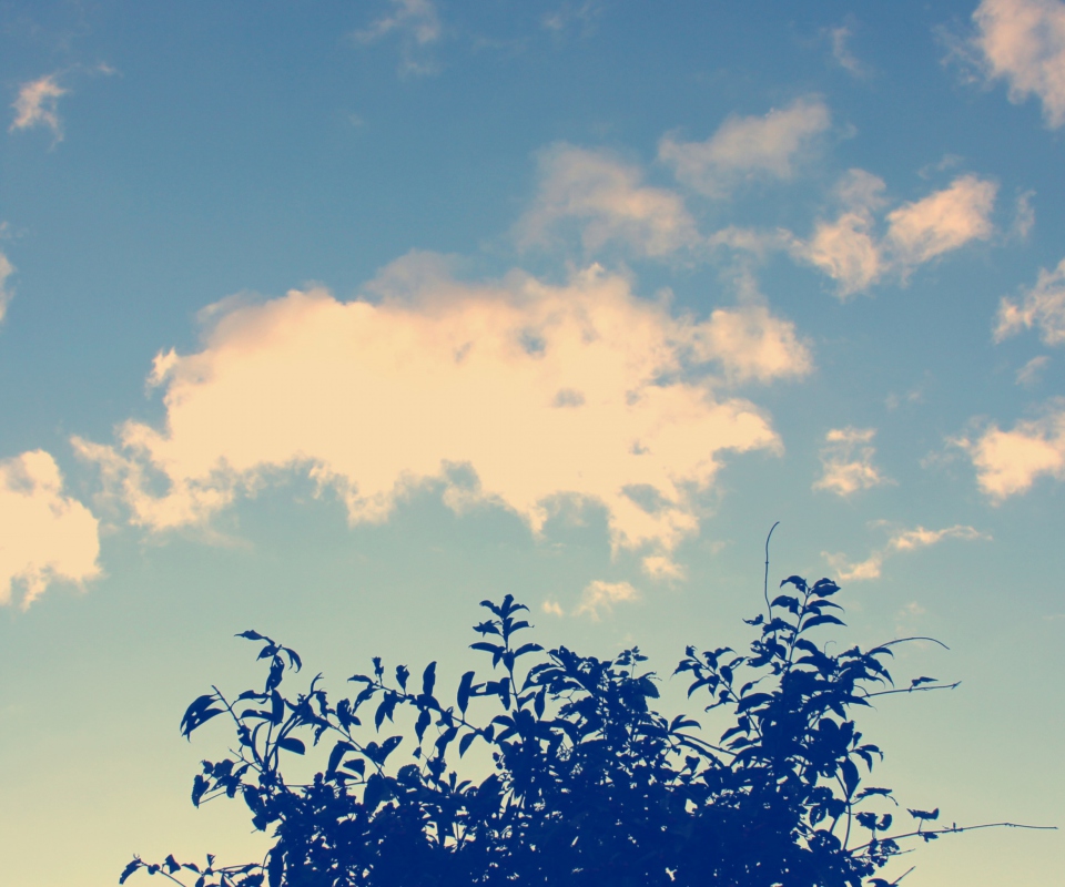 Das Sunny Sky And Tree Wallpaper 960x800